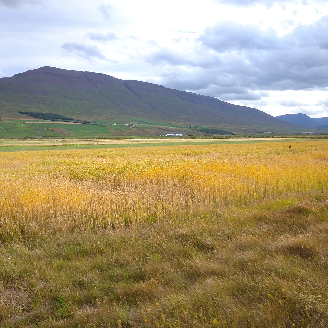 Šokem pro mě bylo, že Islanďané dokáží i na severu vypěstovat skutečnou, byť poněkud nižší, pšenici a upéct si tak chléb made in Iceland.