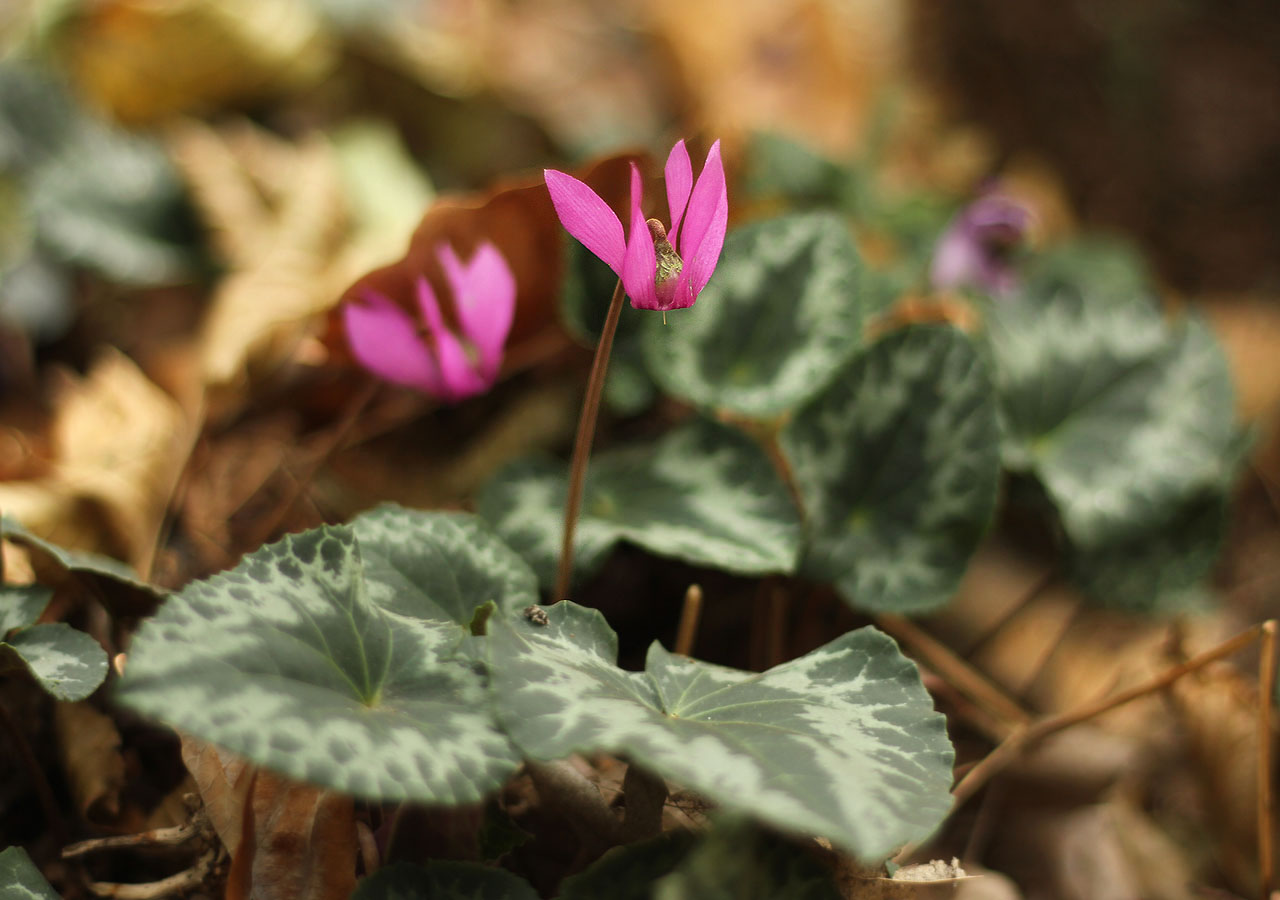 Nesmí chybět návštěva u planoucích bramboříků, které rostou pouze tam, kde se neustále střídá světlo a stín.