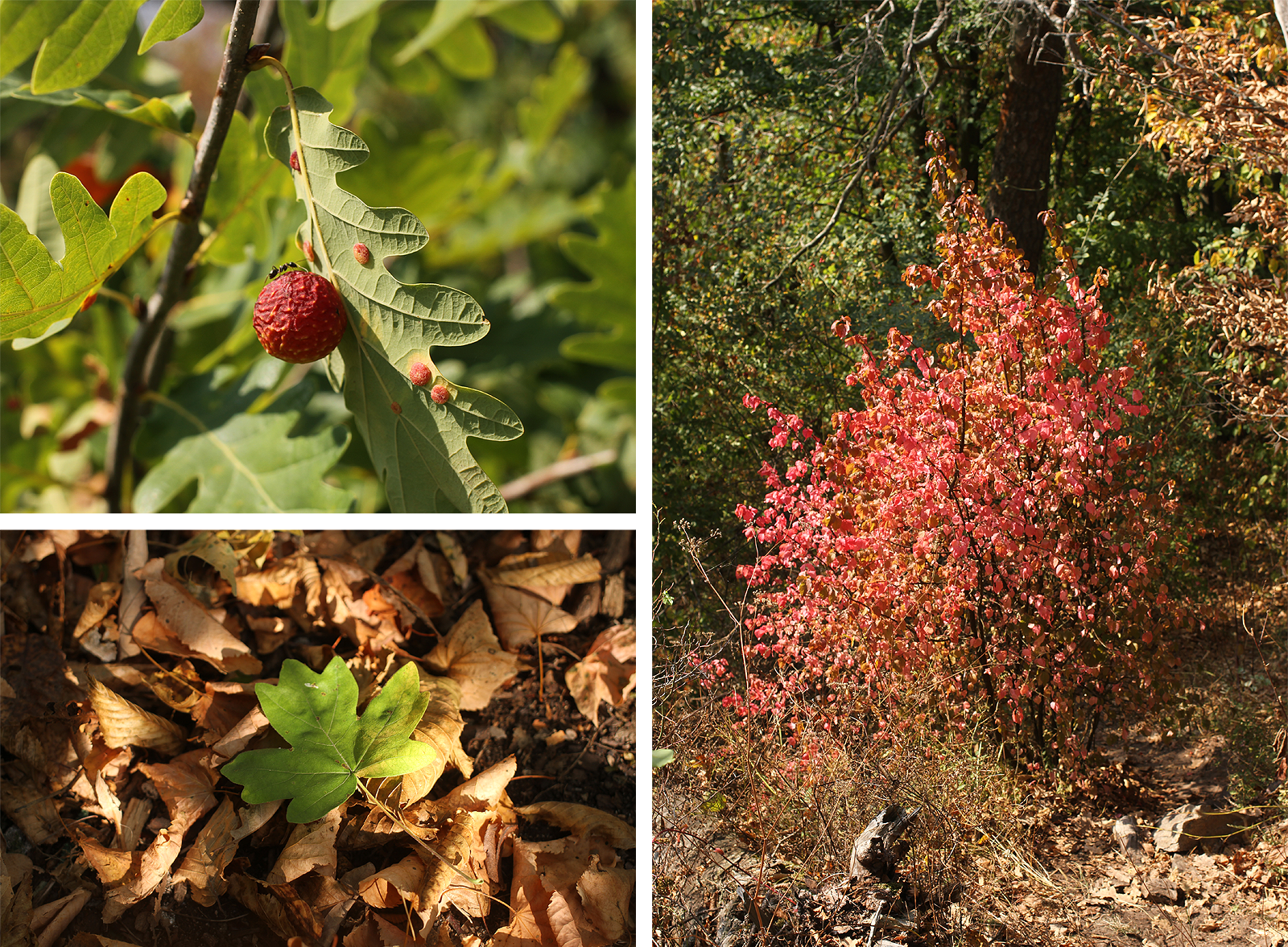 Všechny tóny mezi červenou a hnědou. Pohled, který se vrývá přímo do srdce.
