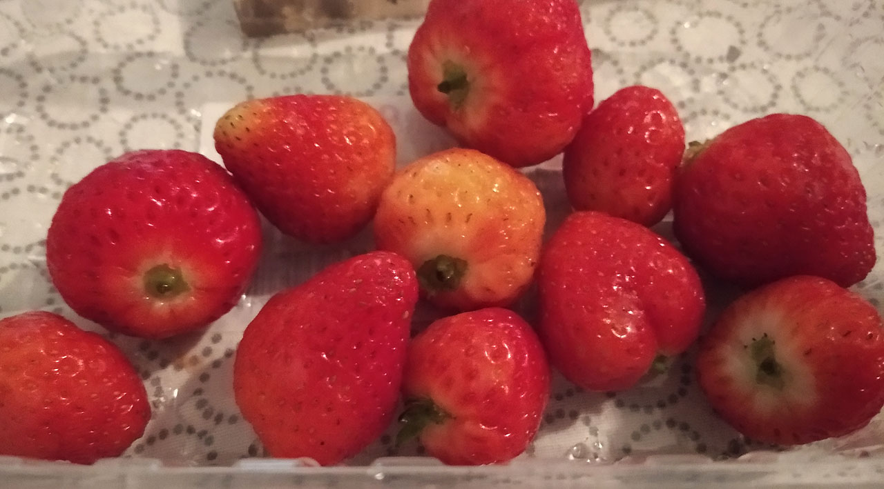 Večer jsem si koupil jahody a očekávám, co přinesou překotné příští dny. Musím si najít nové bydlení, stanovit režim, v jakém budu chodit do práce, pořídit šalinkartu, poznat kolegy, naučit se nové statistické metody zpracování dat a hlavně prozkoumat tohle obrovské město!