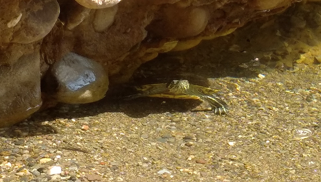 Po celé cestě jsem takřka nikoho nepotkal. katalánci moc pěšky nechodí, podlehli svodům klimatizovaných aut a koupání v moři. Vnitrozemí je o víkendu převážně liduprázdné. Společnost mně tak dělal alespoň na chvíli tahle plachá vodní želva.
