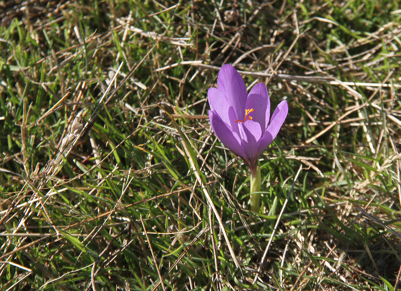 K podzimu patří ocúny. zde ve výšce bezmála 2000 m nad mořem je klima docela podobné tomu českému.