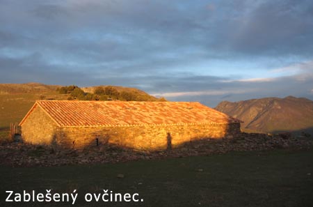 Ovčinec s blechami.