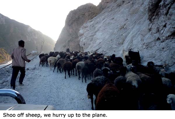 Hybaj ovce, spěcháme na samolet!