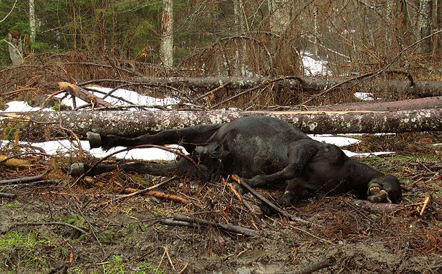 Kůň zahynul při těžbě.
