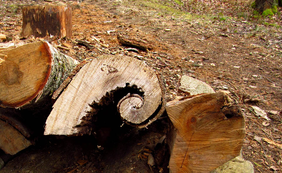 Dřevo tu má zvláštní tvary. Jde o živé fosilie nebo pozůstatek vojenských pokusů v blízkém prostoru?
