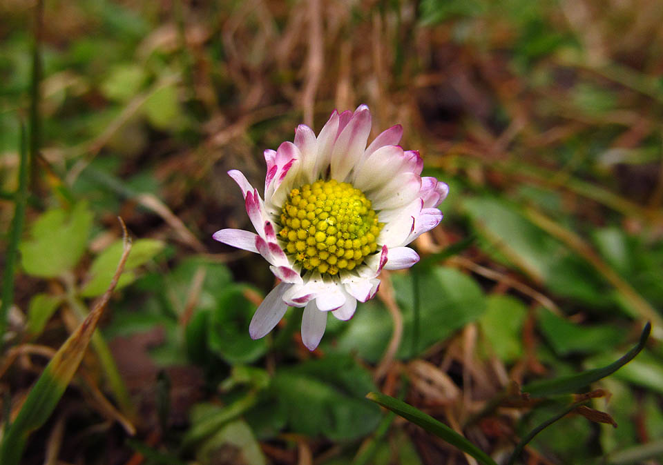 29. prosince 2013 - na Brdech kvetou sedmikrásky.