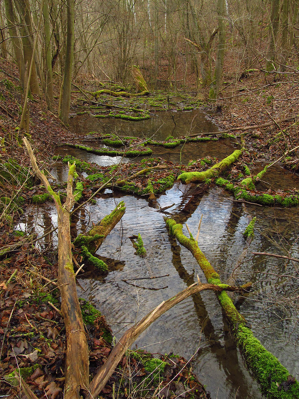 Příroda je tu, v nepřístupné hloubce, civilizací prakticky nedotčená.