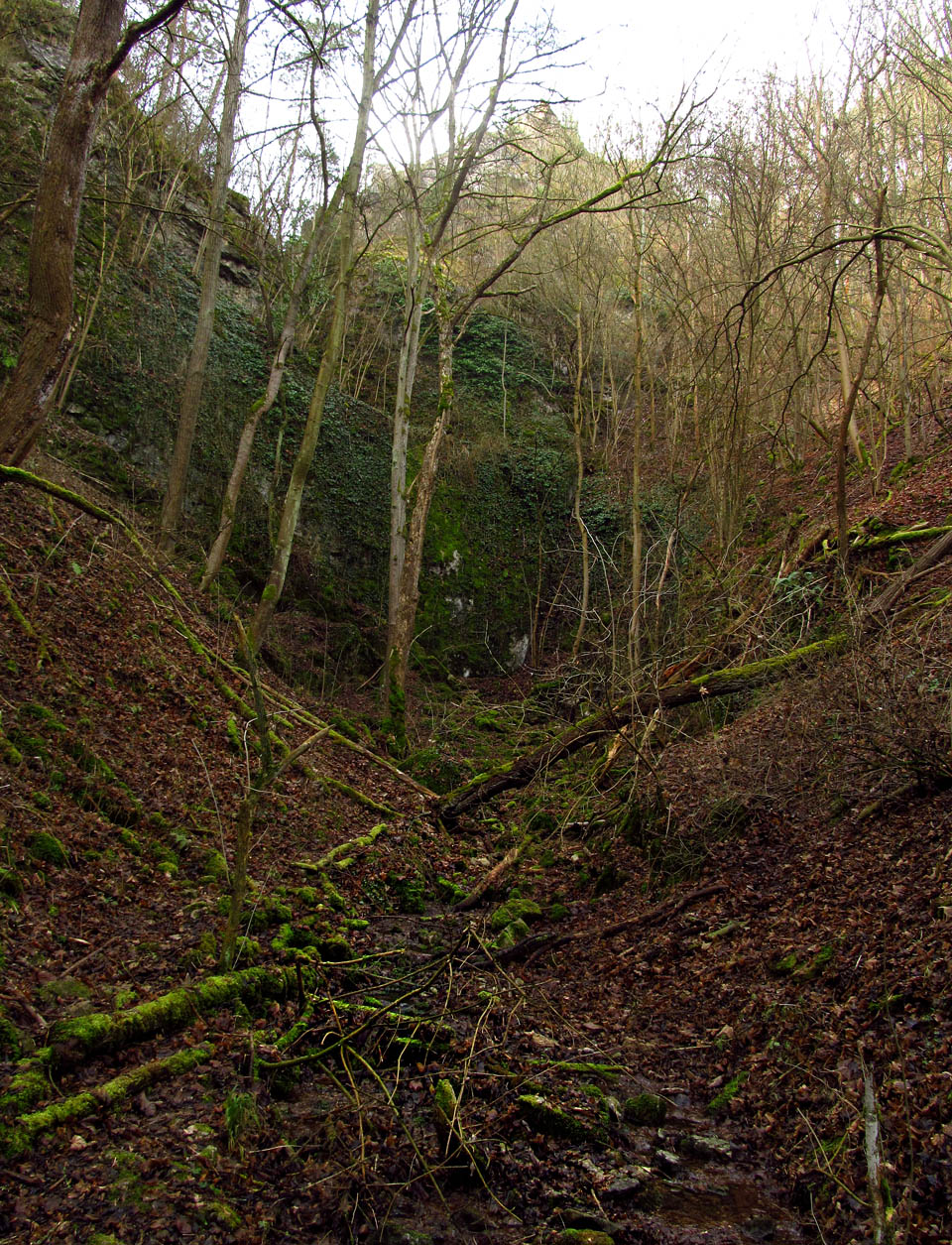 Vchod do rokle shora hradí kolmá skalní stěna romanticky obrostlá stálezelenými rostlinami.