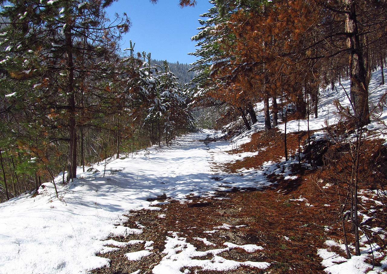 Sluníčko způsobilo rychlé tání a jaro se dere na povrch.