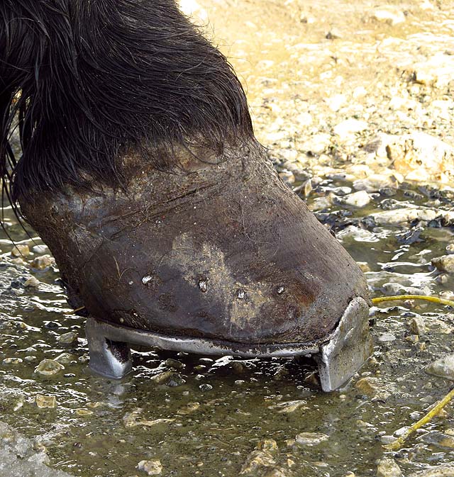 Fotka kopyta pro Jauvajze.