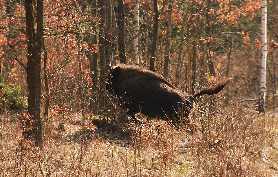 Na konci března neroste v lese ještě dost čerstvé trávy, proto zubři s oblibou vylézají na náspy dráhy a spásají jarní výhonky zde. Ze začátku jsme přemýšleli, kdo se koho víc bojí, záhy jsme ale s pýchou zjistili, že my se bojíme méně.