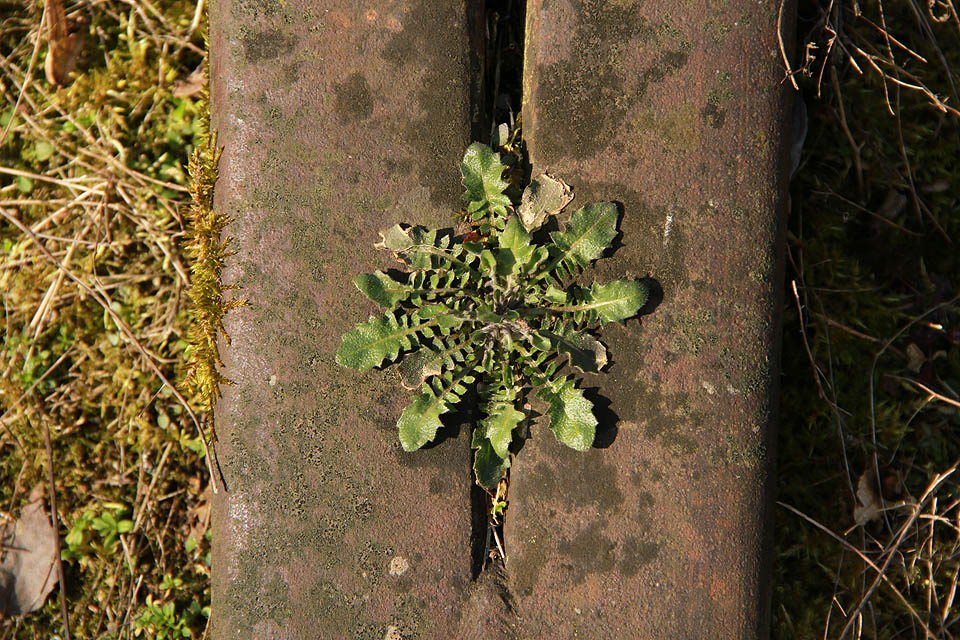 Opuštěná dráha nenarušuje kouzlo přírody. právě naopak, v oblibě ji mají zubři, jeleni, ptáci i rostliny.