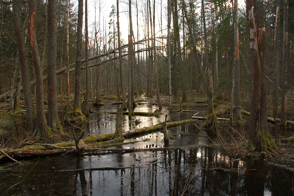 Bialowieżský park skrývá rozličné krásy.