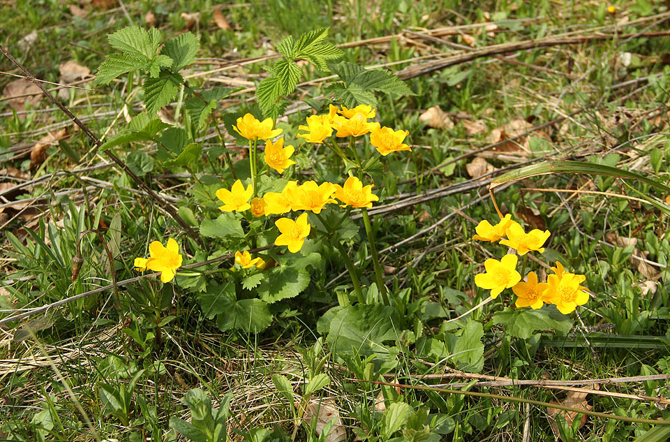 Blatouchy na břehu Boržavy už kvetou, v průsmyku nad nimi ale ještě leží sníh.