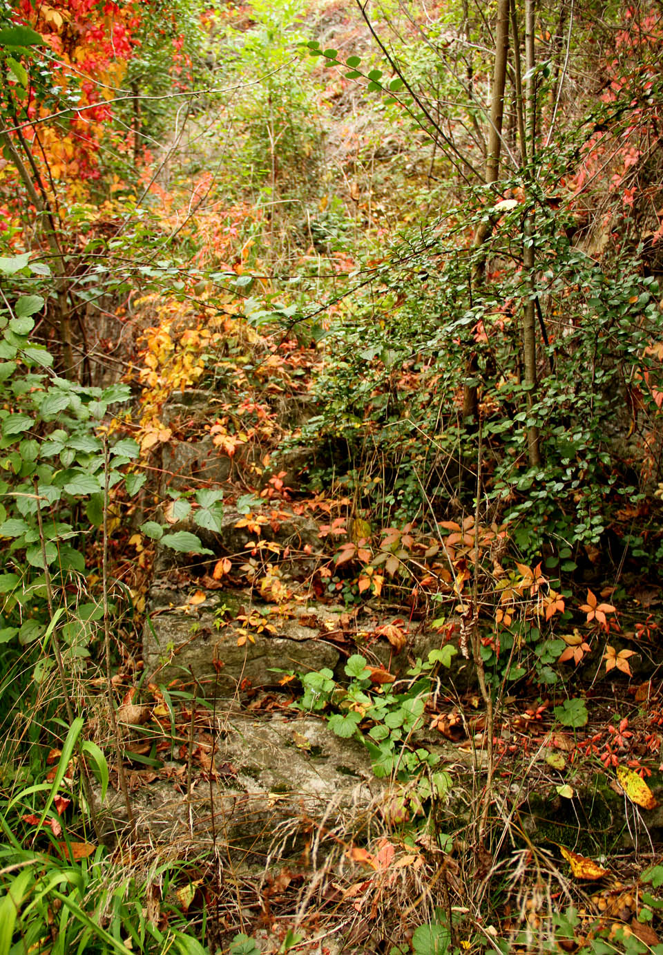 Džungle požírající schody k někdejším tribunám.