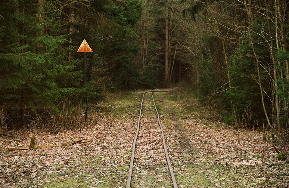 Romantická úzkokolejka je jedním z nejhezčích způsobů, jak poznat divokou přírodu Białowieżského pralesa.