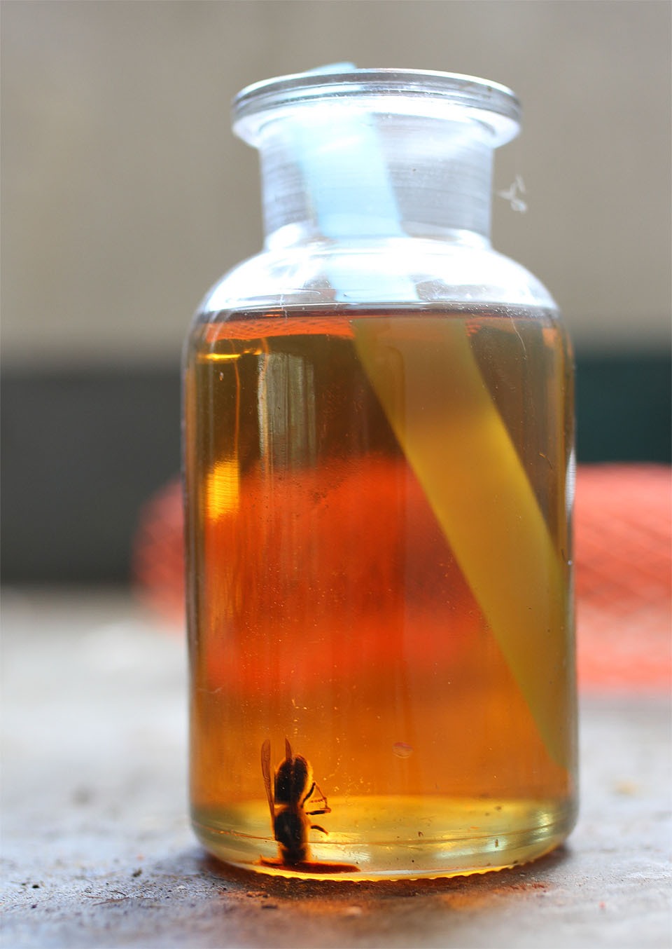 Nebohé včele snad připoínala neznámá kapalina med. Její žíravé vlastnosti však rozpustily obsah ubohého hmyzího tělíčka a ten vytekl na dno lahve.