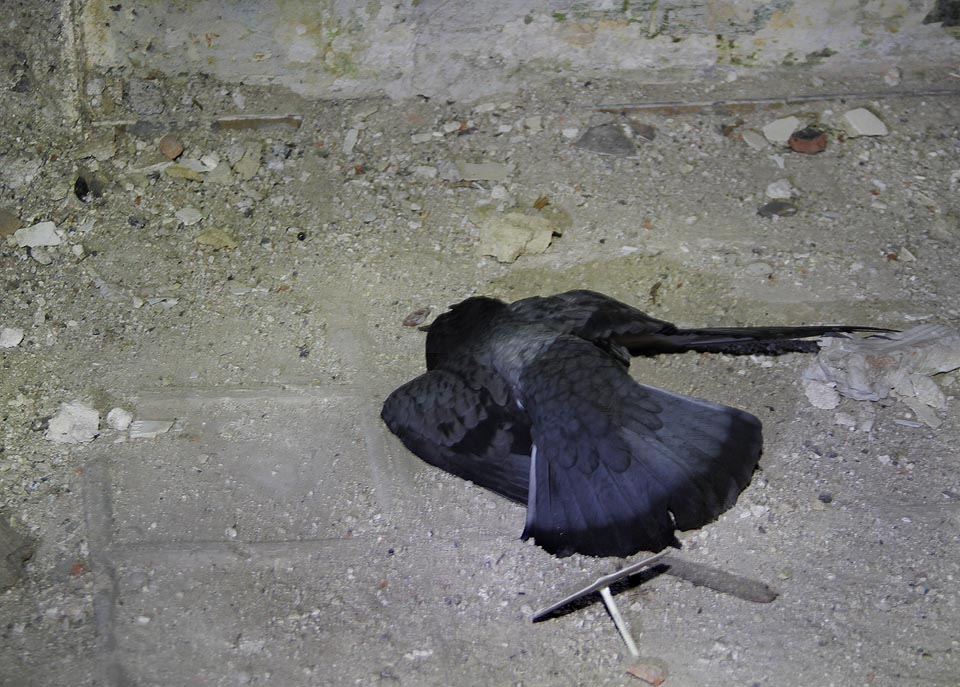 V roce 2014 byli jedinými obyvateli domu holubi. Líhli se zde z vajec, ukrývali se před deštěm a také tu po celý rok umírali. V roce 2014 byli jedinými obyvateli domu holubi. Líhli se zde z vajec, ukrývali se před deštěm a také tu po celý rok umírali.