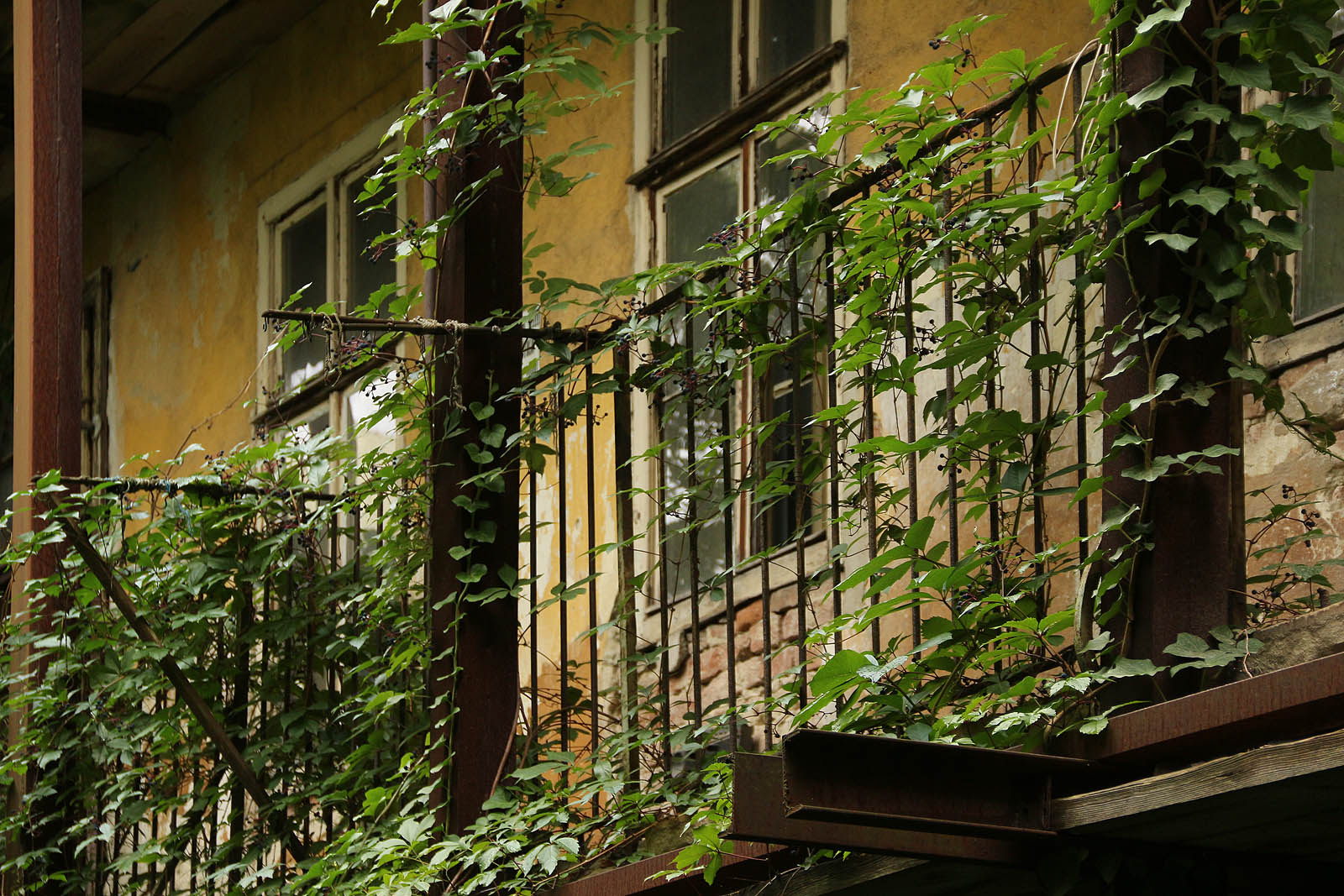 Momentka z pavlače, která se pomalu a něžně poddává nemilosrdně se po ní sápající přírodě.