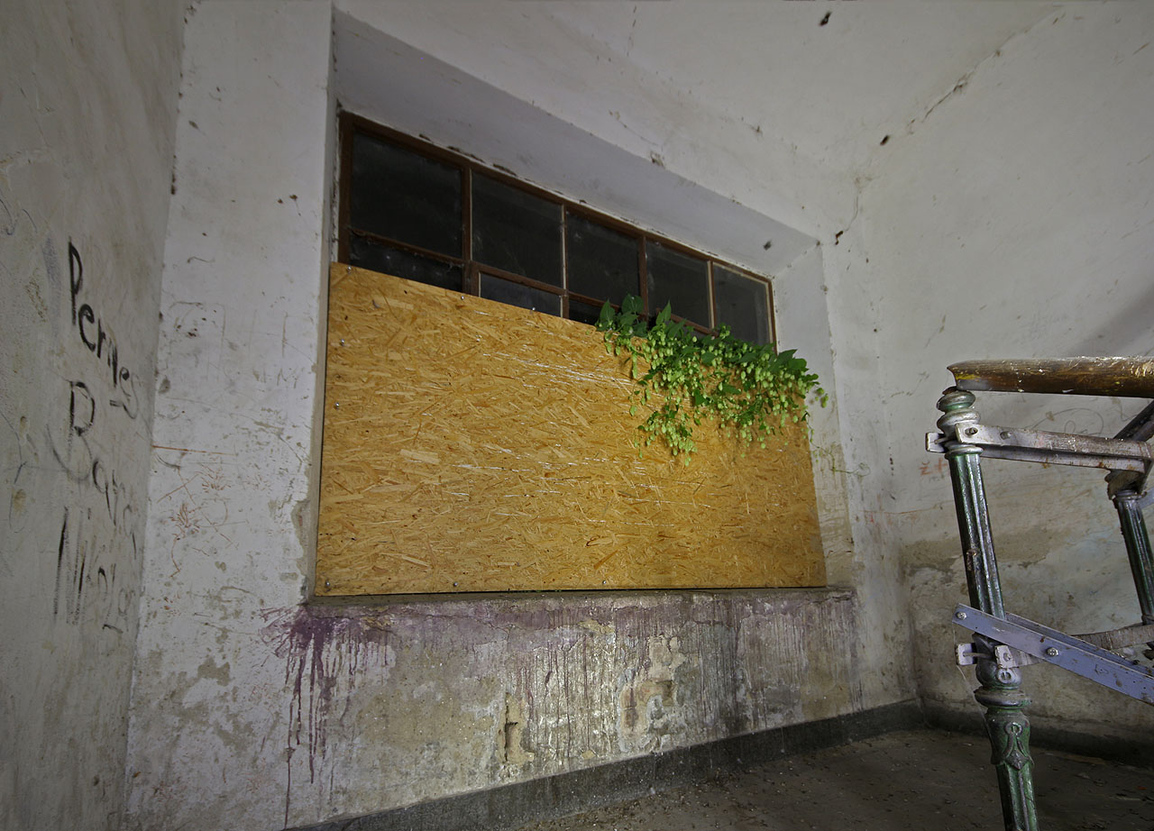 Je to chmel! Snad na památku nějakého ortodoxního pivaře, který tu kdysi bydlel, obrůstá zvenku dům keříky chmele a jeho šištičky si našly cestu až na ztichlé schodiště.