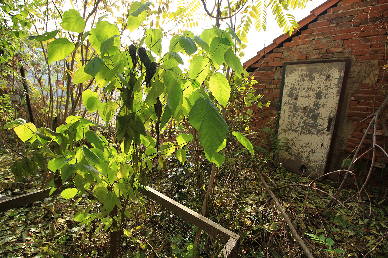 Jedno z nádherných a zapomenutých brněnských zátiší.