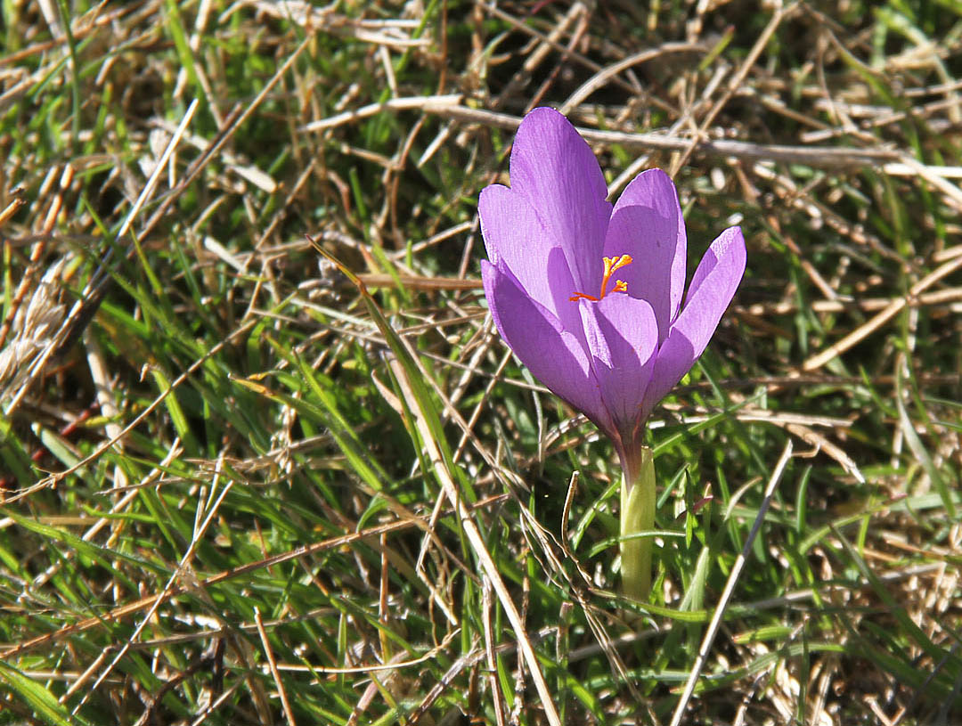 Koleje už zřejmě ze stanice Cotos dál nepovedou. Ale aspoň tu na loukách na podzim krásně kvetou ocúny. Koleje už zřejmě ze stanice Cotos dál nepovedou. Ale aspoň tu na loukách na podzim krásně kvetou ocúny.