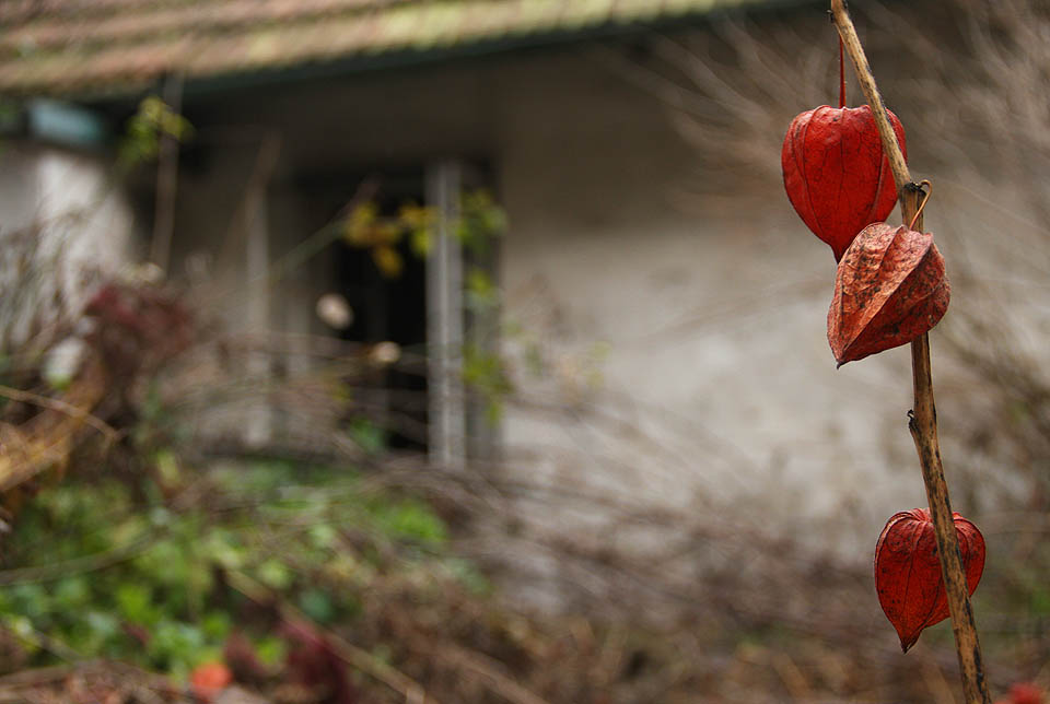 Dvorek za <a href="/Tema/Rodinný dům Provazníkova 79">domem č. 79</a> ještě zdobí loňské mochyně židovské třešně. Pravděpodobně poslední.