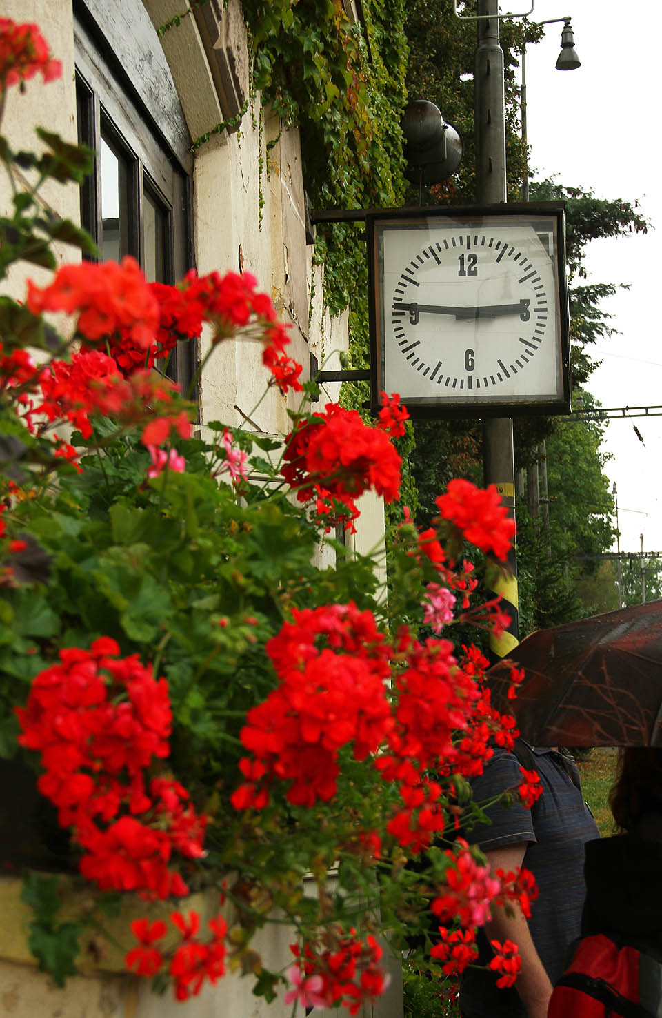 „Znám vůni prachu u mostů. <s>Begónie</s> rudé muškáty všech přednostů…“
