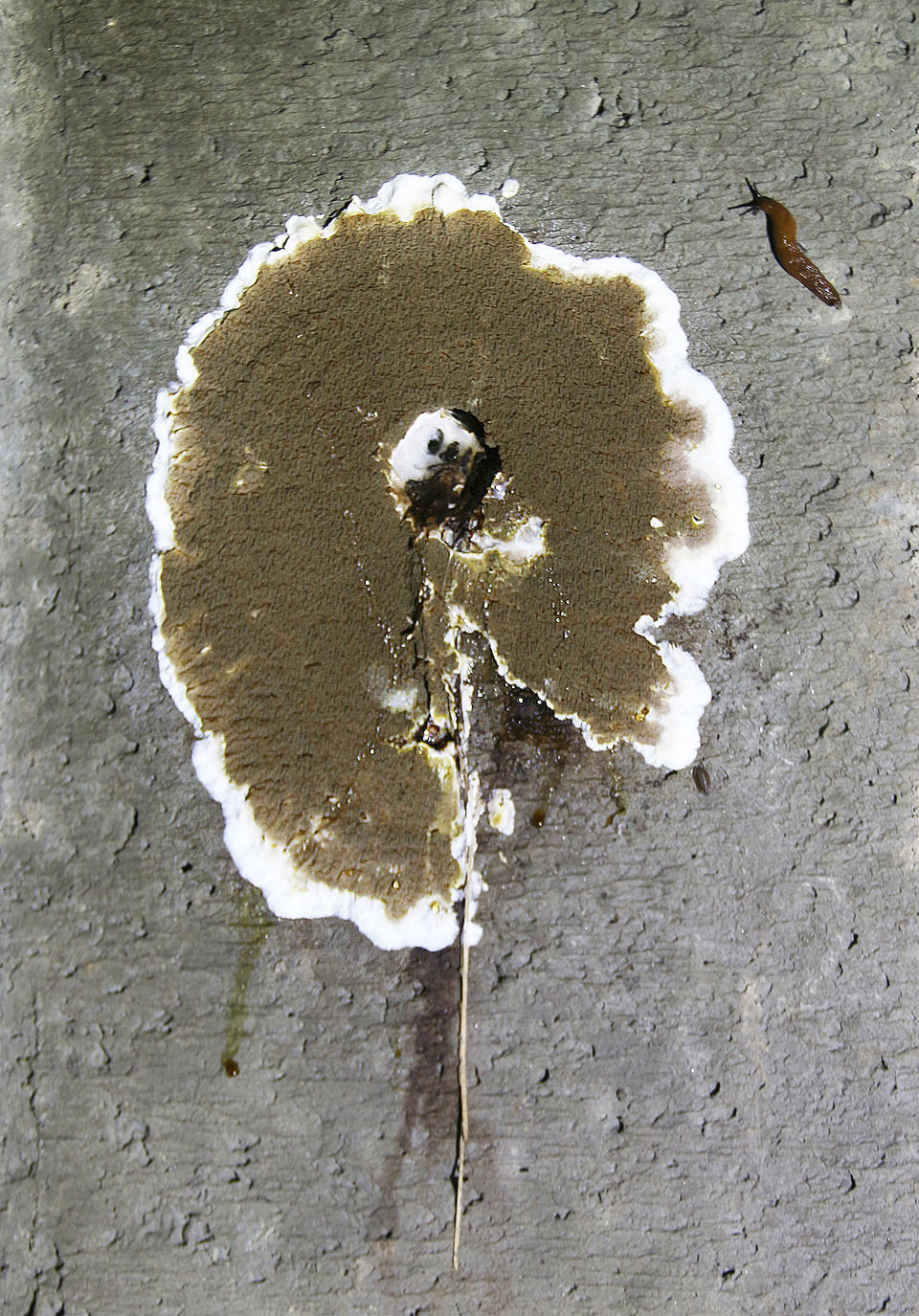 Bůh ví, co se nacházelo na stěně, kterou prožrala agresivní houba. Slimákům a plísni se tu daří, ti nepotřebují slunce nikdy. My ostatní mírně strádáme.