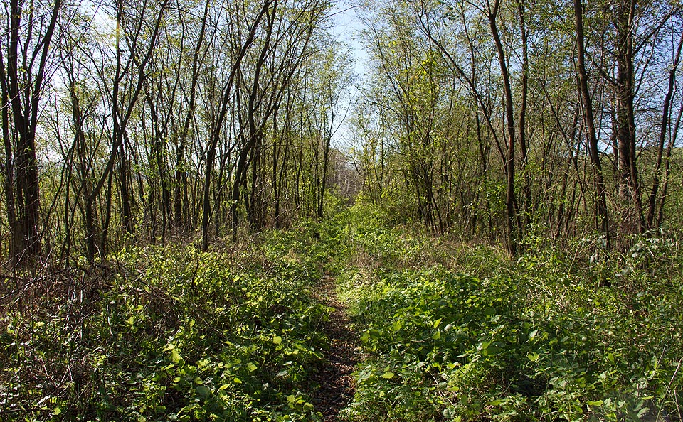 Koprášský viadukt nad obcemi Kopráš, Magnezitovce a Mníšany.