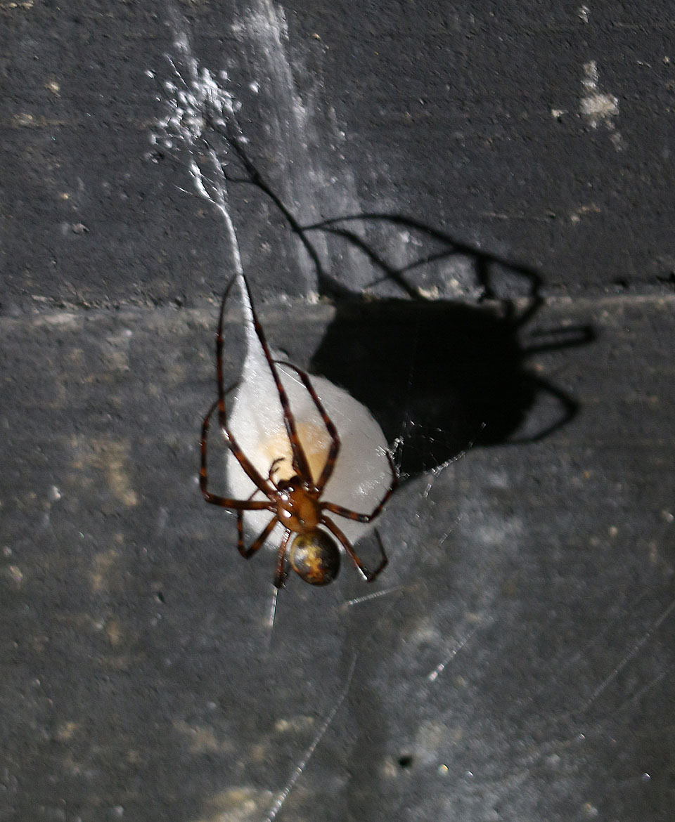 Neobvykle velcí pavouci křížáci si tu snovají své kokony a na příchozího se tváří nevraživě, připraveni k útoku.