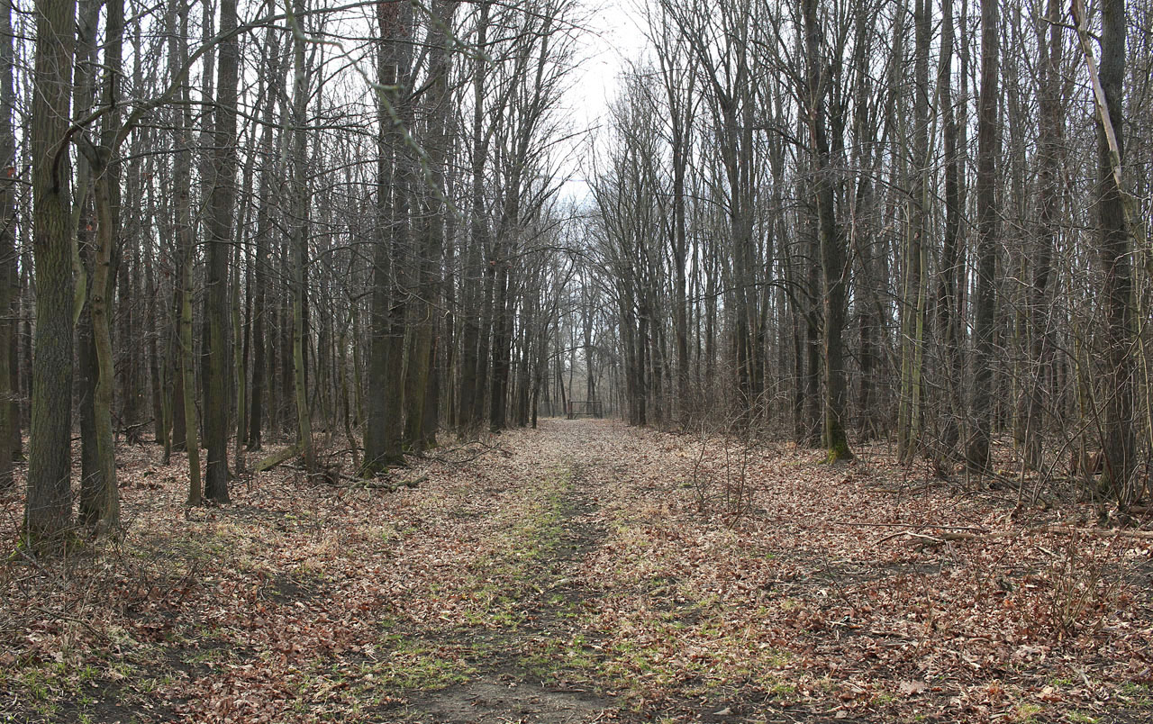 Jižně od podjezdu pod hlavní tratí vedla drážka nížinatým plochým lesem. Prakticky všude v následujícím úseku vedou v její trase lesní cesty a těleso drážky tak není vůbec patrné.