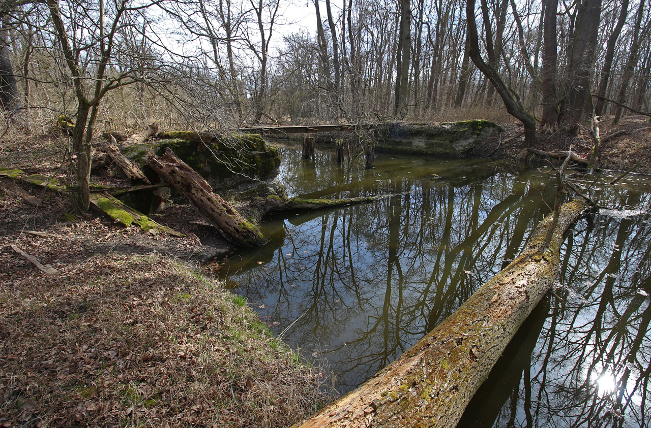 Lužní les je plný vody. A to přesto, že hladina po regulaci Moravy poklesla o více než metr oproti dobám, kdy tu vozily dřevo romantické vláčky. Z mostu přes mrtvé rameno zbyla jediná rozviklaná traverza.