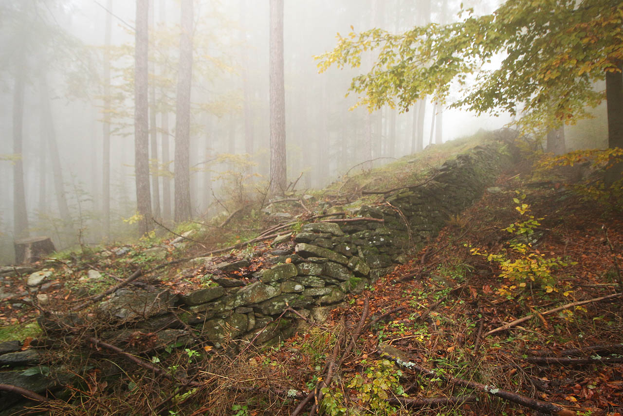 Lesní železnice nad Přemyslovem u Koutů nad Desnou