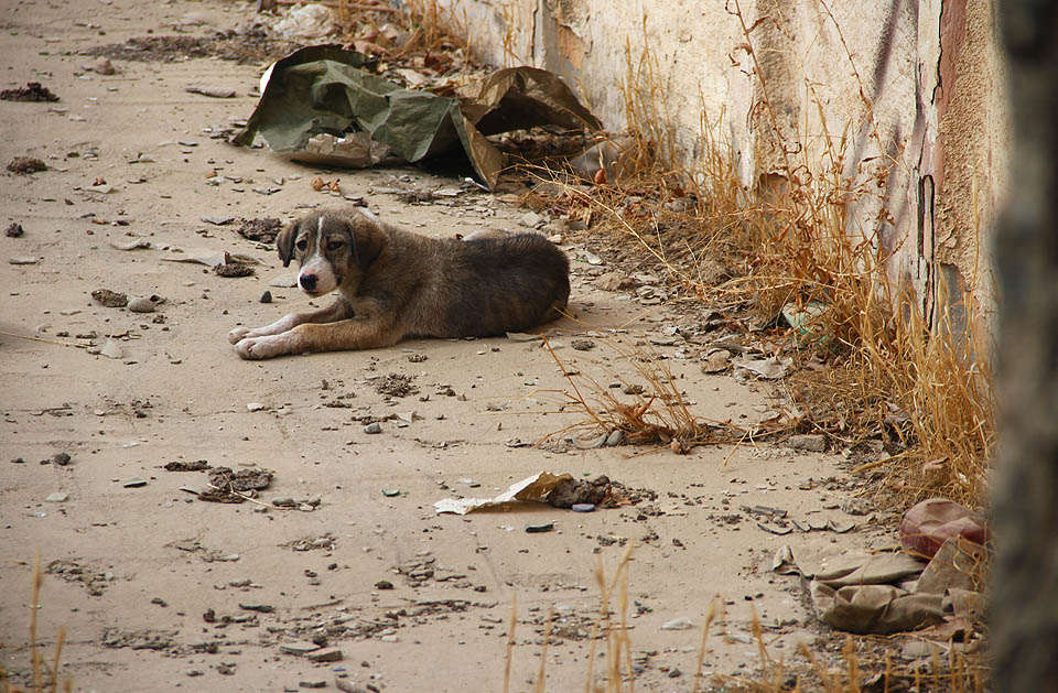 Na poslední představení tu čeká už jen smečka zpomalených toulavých psů.