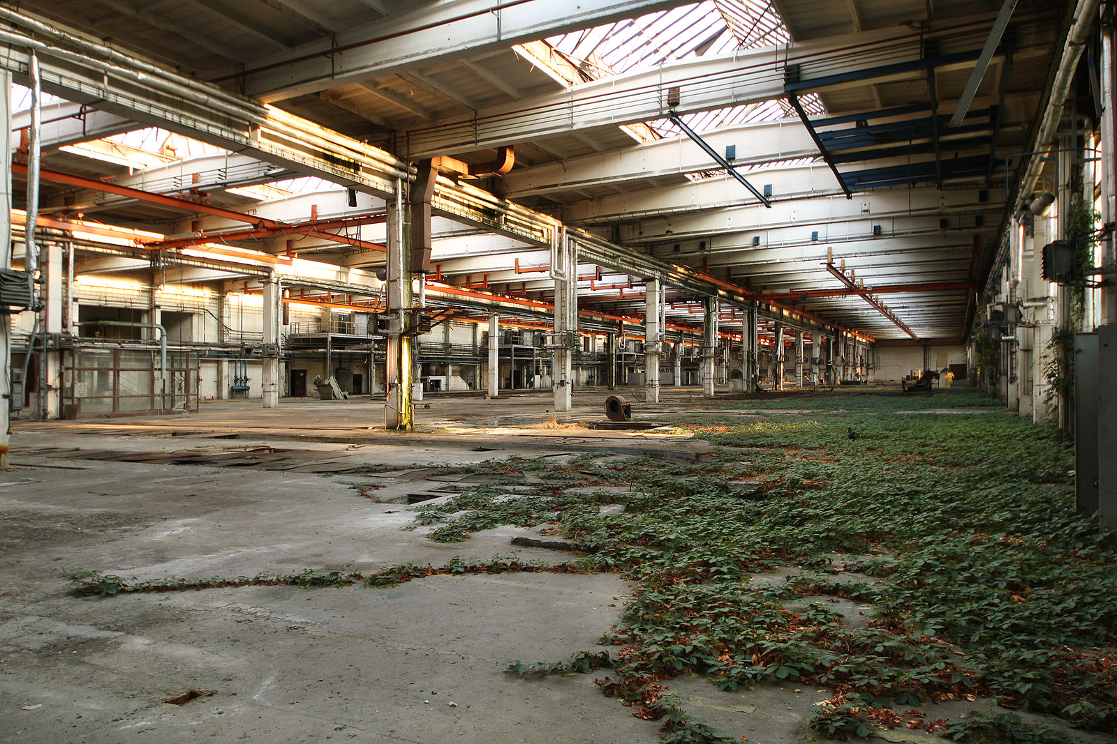 Některými skleněnými tabulkami ve střešních světlících dopadá na šlahouny břečťanu vláha, takže nemusí růst jen z podzemních nádrží zčernalého syntetického oleje.