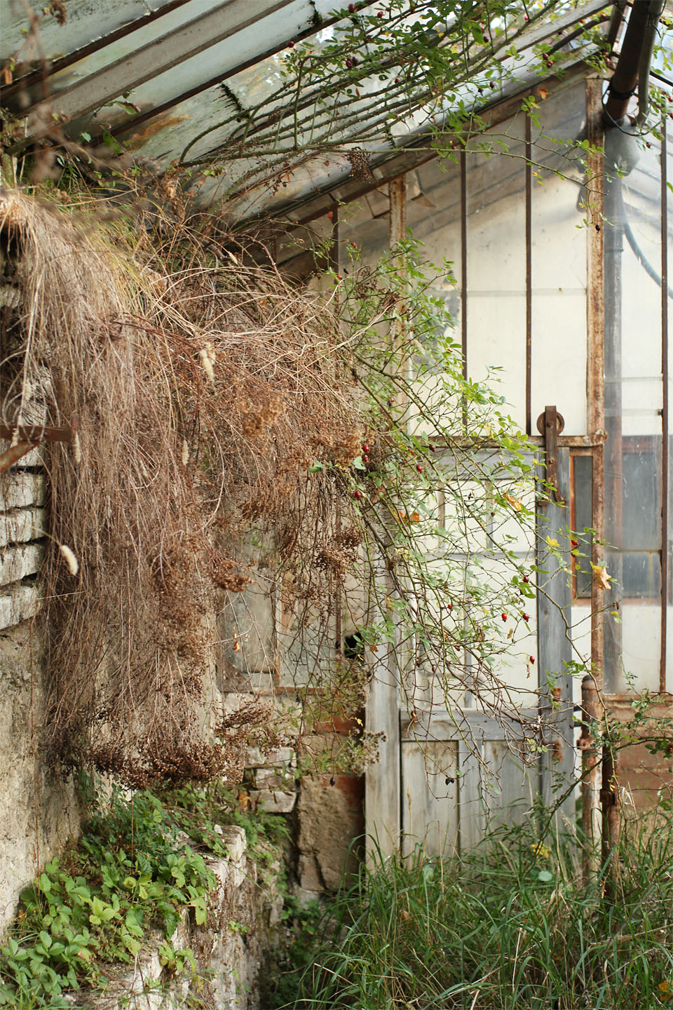Nejlépe se tu daří šípkovým keřům, snad proto, že místo je tak trošku podobné zakletému království.