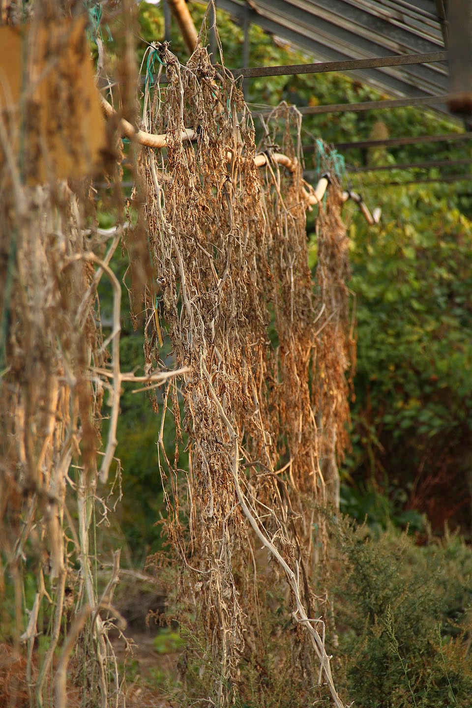 Ať už zahradníci sušili na šňuře ve skleníku cokoliv, myslím, že už je to suché dost.
