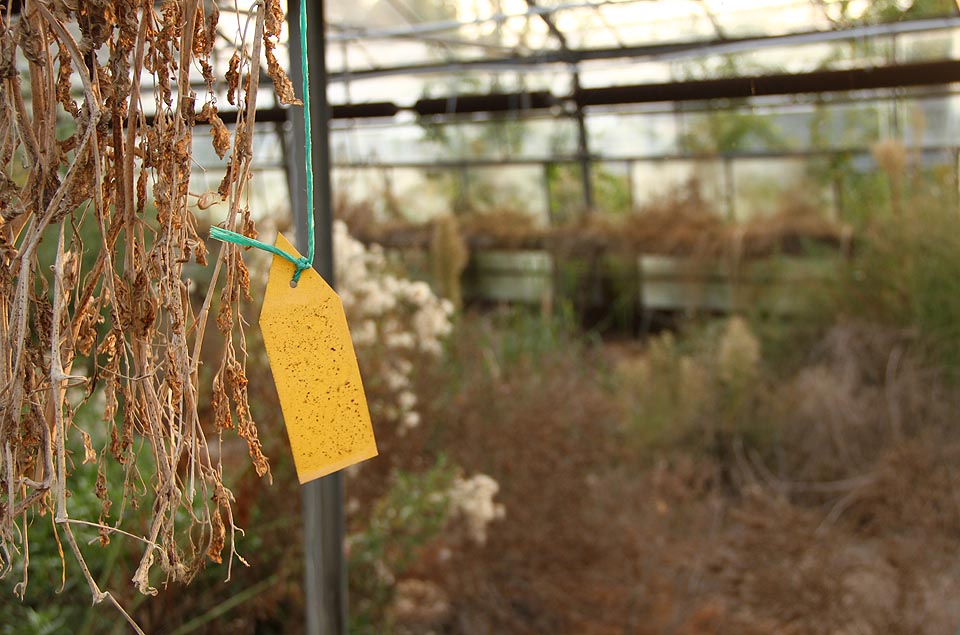 Pečlivě označené rostliny jsou po pěti letech bohužel poněkud anonymní.