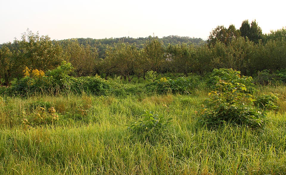 Původně byl areál školy zaplněn zahradami a ovocnými sady. Po pěti letech se krajina za plotem mění v džungli. Tuny zralých jablek padají do vysoké trávy a spokojeně tlejí.