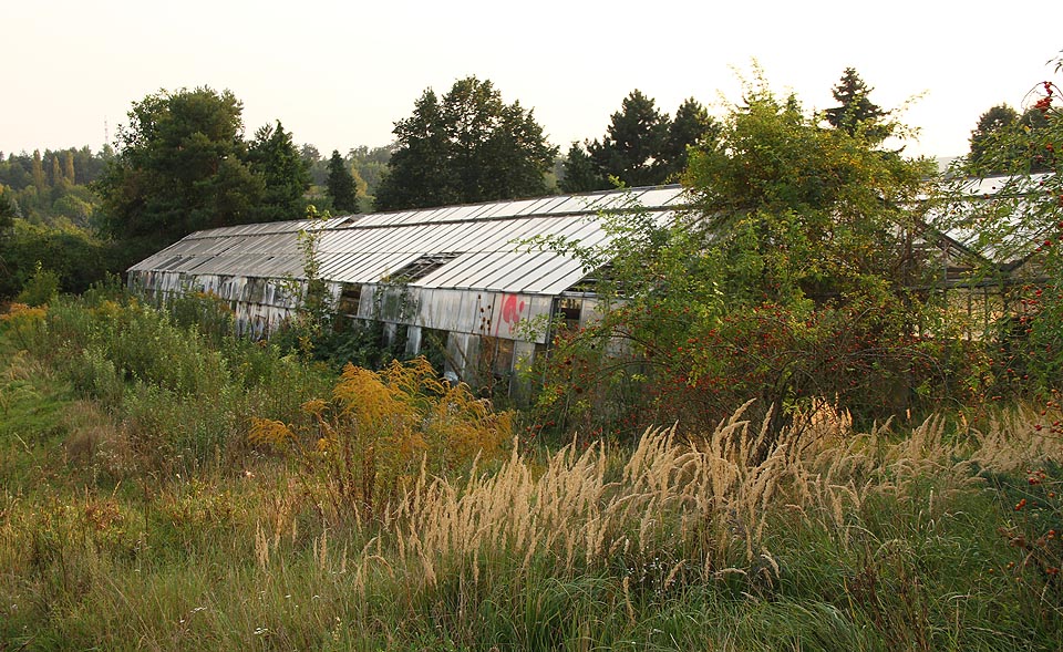 Opuštěné skleníky poklidně obrůstají i prorůstají plevelem. Učni ani studenti už je neuklízí, možná ale poslouží žákům Montessori školy.