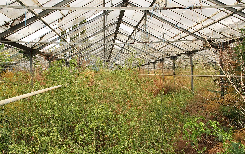 V pětici velkých skleníků už několik let nikdo nic nepěstuje. Přesto tu není docela pusto.