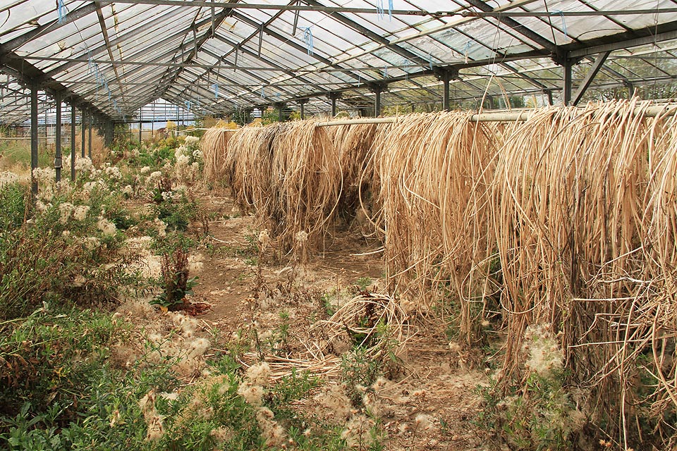 Ať už zahradníci sušili na šňuře ve skleníku cokoliv, myslím, že už je to suché dost.