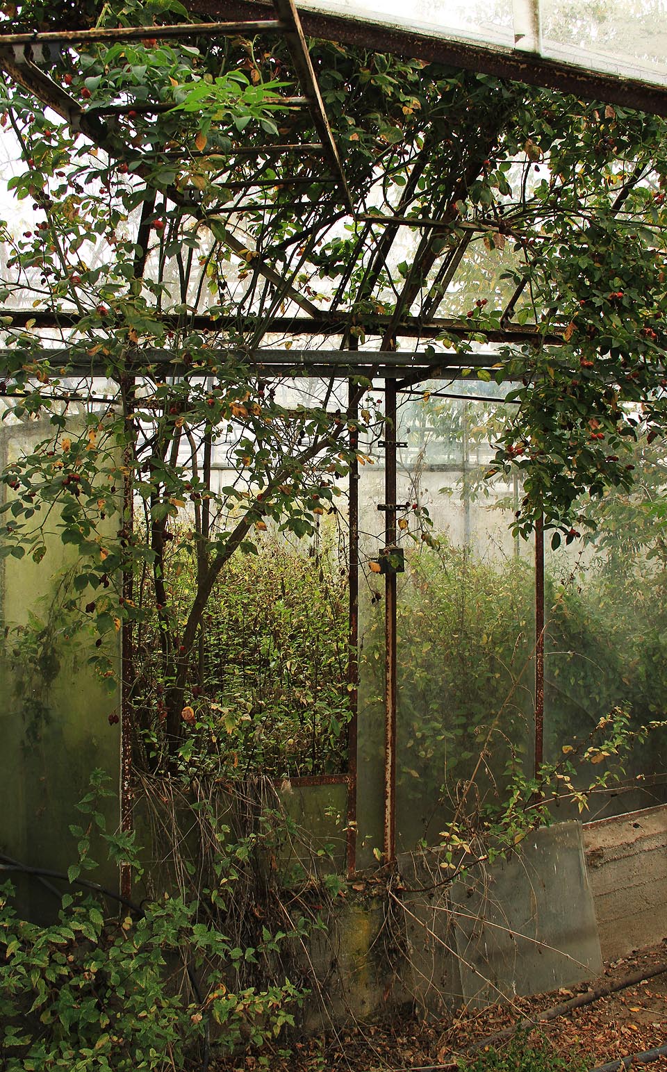 Otevřeným oknem vrůstá do skleníku křovisko. Šípková Růženka by byla potěšená, Kopřivová Pálenka taky.