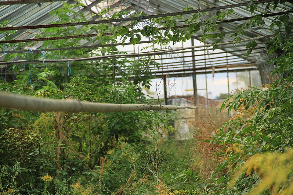 Tam, kde skleněné panely popraskaly, raší místy i vzrostlá džungle.