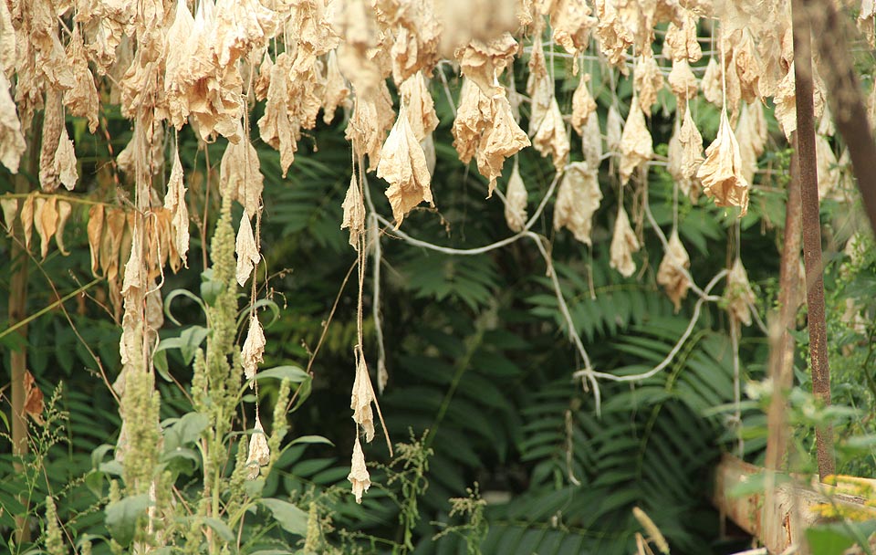 …listí má prsty k zemi svěšené a ráno nepřestává…