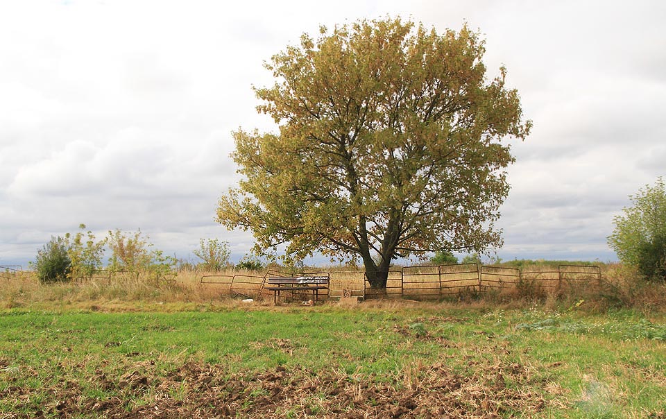 Skleníky jsou skoro na konci města. Jen o pár metrů dál, na skutečném konci Brna, však pod korunou stromu odpočívá malá, romantická lavička.