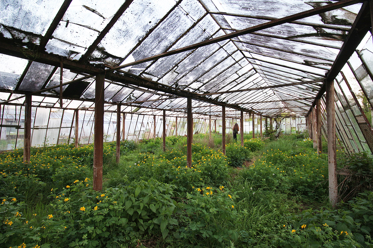 V roce 2023 ve sklenících rostl pouze vlaštovičník, kterému se tu nicméně náramně dařilo.