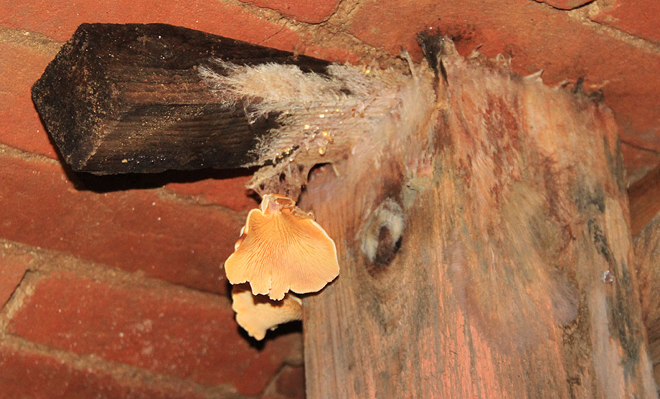Ačkoliv je zde téměř dokonalá tma, houby, které světlo nepotřebují, ve vlhkém prostředí se stabilní teplotou výborně prosperují. Za pár desítek let by možná spořádaly celou výdřevu a nakonec i samy sebe.